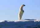 Каква големина и тежина на поларната мечка?