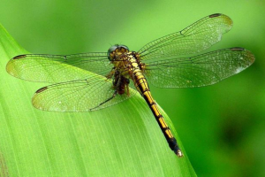 Каков предатор е dragonfly?
