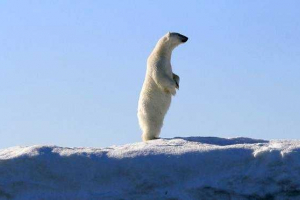 Каква големина и тежина на поларната мечка?